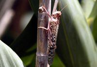 A desert locust feeds on crops in Laghouat, Algeria, in a July 29, 2004, file photo.