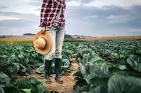 Woman farmer with straw hat and rubber boot standing at cabbage field. Agronomist is inspecting quality control at her organic farm