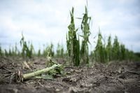 This photo taken on June 5, 2022 shows corn crops damaged by a hailstorm near Pujo-le-Plan, southwestern France. (Photo by Philippe LOPEZ / AFP) (Photo by PHILIPPE LOPEZ/AFP via Getty Images)