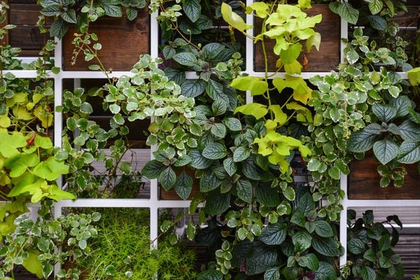 Alternative Gardens, Garden Structures For Climbing Vines Crossword