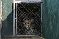 FILE - A cheetah lies inside a transport cage before traveling to India, at the Cheetah Conservation Fund in Otjiwarongo, Namibia, Friday, Sept. 16, 2022. India will receive 12 cheetahs from South Africa next month to join eight it got from Namibia in September as part of an ambitious plan to reintroduce the cats in the country after 70 years. (AP Photo/Dirk Heinrich, File)