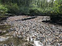 Dead salmon are pictured lying at the bottom of a dried-out creek bed at the head of Neekas Cove in Heiltsuk territory, BC by Sarah Mund, a German researcher working with the Heiltsuk Nation in Bella Bella, on B.C.’s central coast. MANDATORY CREDIT: Sarah Mund