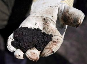 An oil worker holds raw sand bitumen near Fort McMurray, on July 9, 2008. Oilsands producer MEG Energy says it bought credits from other producers to increase its production to near capacity in the second quarter despite the ongoing Alberta government oil curtailment program. THE CANADIAN PRESS/Jeff McIntosh