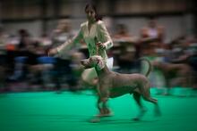 A Weimaraner takes to the show ring with it's handler on the first day of Crufts 2023 at the NEC Arena on Gun Dog day in Birmingham, Britain. 