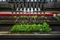 An automated transplant machine plants seedlings in a finished container at the JefferyÛªs Greenhouses plant location in Jordan Station, Ontario May 23, 2019. (Moe Doiron/The Globe and Mail)