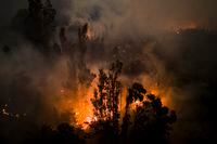 Trees burn as flames and smoke engulf an area near Puren, Chile, Saturday, Feb. 4, 2023. Wildfires are spreading in southern and central Chile, triggering evacuations and the declaration of a state of emergency in some regions. (AP Photo/Matias Delacroix)
