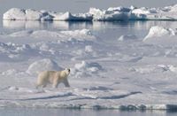 A polar bear stands on an ice floe in Baffin Bay above the Arctic Circle on July 10, 2008. THE CANADIAN PRESS/Jonathan Hayward