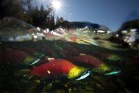 British Columbia's prolonged provincewide drought risks damaging the salmon population for generations and has led to a series of emergency, rapidly-deployed projects to try to intervene. Spawning salmon, are seen making their way up the Adams River in Roderick Haig-Brown Provincial Park near Chase, B.C., Tuesday, Oct. 14, 2014. THE CANADIAN PRESS/Jonathan Hayward