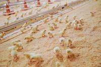 Day-old chicks are pictured in a boiler farm in Alberta. Mandatory Credit: Maria Leslie/Alberta Chicken Producers