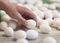 A farmer sorts through eggs as they exit the hen barn at his egg farm in Ontario, on Monday, March 7, 2016.&nbsp;Agriculture and Agri-Food Canada says the food industry is making adjustments to maintain supplies of poultry and eggs in the face of&nbsp; a large outbreak of avian flu in Canada and around the world.&nbsp;THE CANADIAN PRESS/Peter Power