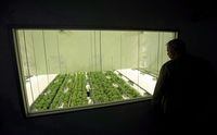 Staff work in a marijuana grow room that can be viewed by at the new visitors centre at Canopy Growth's Tweed facility in Smiths Falls, Ont. on Thursday, Aug. 23, 2018. THE CANADIAN PRESS/Sean Kilpatrick