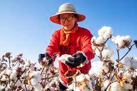 A cotton picker works in the field in Hami in northwest China's Xinjiang region Friday, Oct. 09, 2020. H&M products were missing from major e-commerce platforms including Alibaba and JD.com following calls by state media for a boycott over the Swedish retailer's decision to stop buying cotton from Xinjiang. (Chinatopix Via AP)