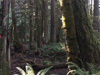 Old Growth tress in forest along Little Qualicum River 