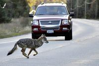 <div>Parks Canada says it has killed a coyote that was chasing a cyclist on Cape Breton's Cabot Trail, while conservation officers continue to search for another coyote that bit another bike rider on her arm. A coyote runs across state Route 3 outside of Tupper Lake, N.Y., in the Adirondacks, Sept. 20, 2010. THE CANADIAN PRESS/AP-Adirondack Daily Enterprise, Mike Lynch</div>