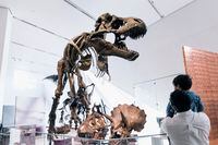 Not a sprint star: Research says T. rex was built for distance, not speed