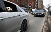A dog sticking its head out the rear window of a vehicle head south on Spadina Ave., is photographed on Mar 14, 2023. Ontario, (Fred Lum/The Globe and Mail)  