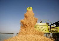 A combine deposits harvested wheat in a tractor trolley at a field on the outskirts of Ahmedabad, India, March 16, 2022. REUTERS/Amit Dave