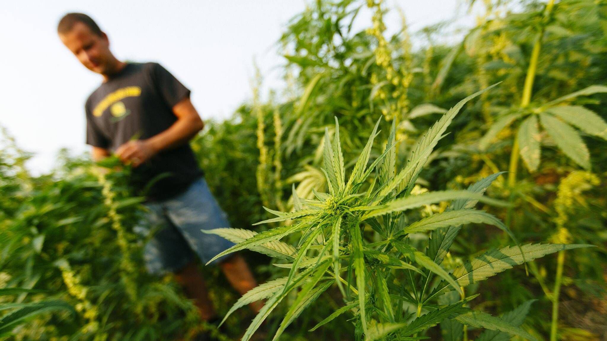 Hemp farmers want into the same medical market as marijuana - The Globe and  Mail