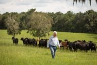 Frank Stronach is pictured with grass-fed cattle on his farm in Marion County, north of Ocala, Fla., Aug. 11, 2016.