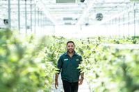 Pure Sunfarms CEO Mandesh Dosanjh in one of their greenhouses in Delta, B.C., on July 29, 2022.