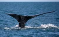 In this March 28, 2018, file photo, a North Atlantic right whale appears at the surface of Cape Cod Bay off the coast of Plymouth, Mass. Canadian fisheries officials are challenging a draft report from their American colleagues that alleges fishing gear from Canada is to blame for the entanglement of a North Atlantic right whale found dead off South Carolina. THE CANADIAN PRESS/AP/Michael Dwyer, File
