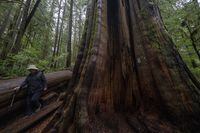 A woman walks past an old growth tree in Avatar Grove near Port Renfrew, B.C., Tuesday, Oct. 5, 2021. The British Columbia government has extended an order deferring old-growth logging in the Fairy Creek watershed on Vancouver Island. THE CANADIAN PRESS/Jonathan Hayward