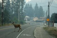 Deer cross a road in a neighborhood filled with smoke due to a nearby wildfire in the Glenmore Highlands area of Kelowna, British Columbia, Canada, August 19, 2023. REUTERS/Chris Helgren