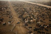 A pen rider check the health of the cattle at the Wrangler Feedyard in Tulia, Texas on Sept. 1, 2020. The United States is home to 95 million cattle, and changing what they eat could have a significant effect on emissions of greenhouse gases like methane that are warming the world.
