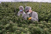 Canopy Growth employees work in a cannabis growing room, in Smith Falls, Canada, Nov 29. 2019. When Canada became the first major industrialized nation to legalize recreational marijuana, visions of billions in profits sent the stock market soaring, but the value of shares in the country's six largest marijuana companies has tumbled by an average of 56% in the first year. (Chris Wattie/The New York Times)