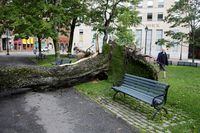 A view of a fallen tree in the aftermath of post-tropical cyclone Lee blowing through Maine and the Canadian Maritime provinces, in Saint John, New Brunswick.