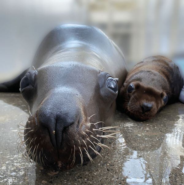 Steller sea lion pup in Vancouver aids analysis to rebuild species in Alaska