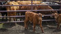 Cattle are seen at a farm near Cremona, Alta., on May 28, 2020. A group representing Canadian ranchers says their industry has been unfairly singled out by proposed new regulations that if enacted, would require packaged ground beef to be sold with a health warning label. THE CANADIAN PRESS/Jeff McIntosh
