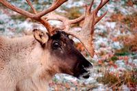 Study finds B.C. logging continues on critical caribou habitat