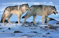 Wolves roam the tundra near the Meadowbank Gold Mine in the Nunavut on March 25, 2009.