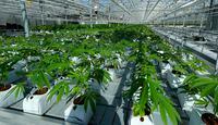 In this Sept. 25, 2018 photo, marijuana plants are shown growing in a massive tomato greenhouse being renovated to grow pot in Delta, British Columbia, that is operated by Pure Sunfarms, a joint venture between tomato grower Village Farms International, and a licensed medical marijuana producer, Emerald Health Therapeutics. On Oct. 17, 2018, Canada will become the second and largest country with a legal national marijuana marketplace. (AP Photo/Ted S. Warren)