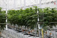 FILE PHOTO: Cannabis plants grow inside the Tilray factory hothouse in Cantanhede, Portugal April 24, 2019.  REUTERS/Rafael Marchante/File Photo