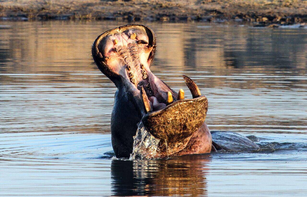 Kayaking among the fearsome predators of Africa's Zambezi River - The Globe  and Mail