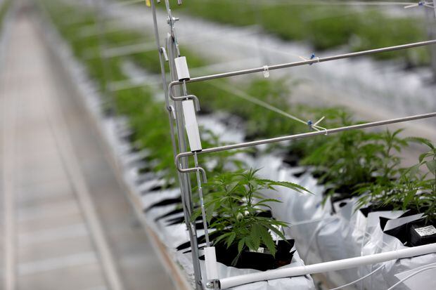 Canadian cannabis company Tilray reports US$52.5-million profit amid higher sales in latest quarter