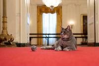 Willow, the Biden family's new pet cat, wanders around the White House on Wednesday, Jan. 27, 2022 in Washington. President Joe Biden and first lady Jill Biden have added Willow, a 2-year-old, green-eyed, gray and white feline from Pennsylvania, to their pet family. (Erin Scott/The White House via AP)