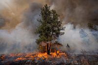 A tree catches fire during a prescribed fire burn on the ?aq?am community’s land outside Cranbrook, British Columbia on April 28, 2023. 