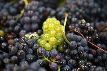 A photograph shows Pinot noir grapes at the Trigny winery, north-eastern France, on September 13, 2021. - Spring frosts and mildew due to a rainy summer have impacted the quantity of grapes to be picked. (Photo by FRANCOIS NASCIMBENI / AFP) (Photo by FRANCOIS NASCIMBENI/AFP via Getty Images)