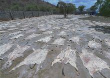 (FILES) This file photo taken on February 28, 2017 shows Donkey skins drying in the sun at a licensed specialised slaughterhouse in Baringo. - Animal rights activists urged Kenya on May 16, 2019 to ban the slaughter of donkeys for Chinese medicine, a practice which has soared in recent years, decimating populations of the animal in Africa. Donkey skins are exported to China to make a traditional medicine known as ejiao, which is believed to improve blood circulation. It was once the preserve of emperors but is now highly sought after by a burgeoning middle-class. (Photo by TONY KARUMBA / AFP)TONY KARUMBA/AFP/Getty Images