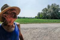 Giampiero De Paoli, 85, stands in front of a maize field outside of his farm in Zelo Surrigone, some 30 kilometers south of Milan in northern Italy, Tuesday, July 12, 2022. Italy's drought has dried up rivers crucial for irrigation threatening some 3 billion euros ($3.1 billion) in agriculture, according to Italian farm lobby Coldiretti. Italy's confederation of agricultural producers, Copagri, estimates the loss of 30%-40% of the seasonal harvest. (AP Photo/Luca Bruno)
