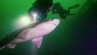 A bluntnose sixgill shark is seen illuminated by divers in the waters near Port Alberni, B.C., in an undated still image made from handout video footage. A group of British Columbia scuba divers on Vancouver Island spotted the shark on a recent dive in Alberni Inlet, capturing what they say is rare footage of the animal in shallow waters. THE CANADIAN PRESS/HO-Uncharted Odyssey, Garrett Clement, *MANDATORY CREDIT*