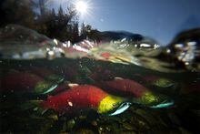 Spawning sockeye salmon, a species of Pacific salmon, are seen making their way up the Adams River in Roderick Haig-Brown Provincial Park near Chase, B.C., Tuesday, Oct. 14, 2014. Climate change is knocking some Pacific salmon out of sync with the growth of the ocean plankton they eat, new research says. THE CANADIAN PRESS/Jonathan Hayward