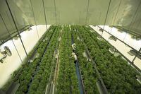 Staff work in a marijuana grow room at Canopy Growth's Tweed facility in Smiths Falls, Ont. on Thursday, Aug. 23, 2018. Canopy Growth Corp. says it will layoff more than 200 workers as part of a new cost reduction strategy that will make cannabis cultivation more affordable and uncover supply chain efficiencies. THE CANADIAN PRESS/Sean Kilpatrick