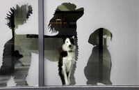 A border collie peers out a cutout of a poodle on a window at a doggie daycare in downtown Calgary, Alta., Friday, March 25, 2022. According to the latest data released by the City of Calgary, there are 91,568 licensed dogs. The Labrador retriever takes the top spot with 10,609 dogs registered. THE CANADIAN PRESS/Jeff McIntosh