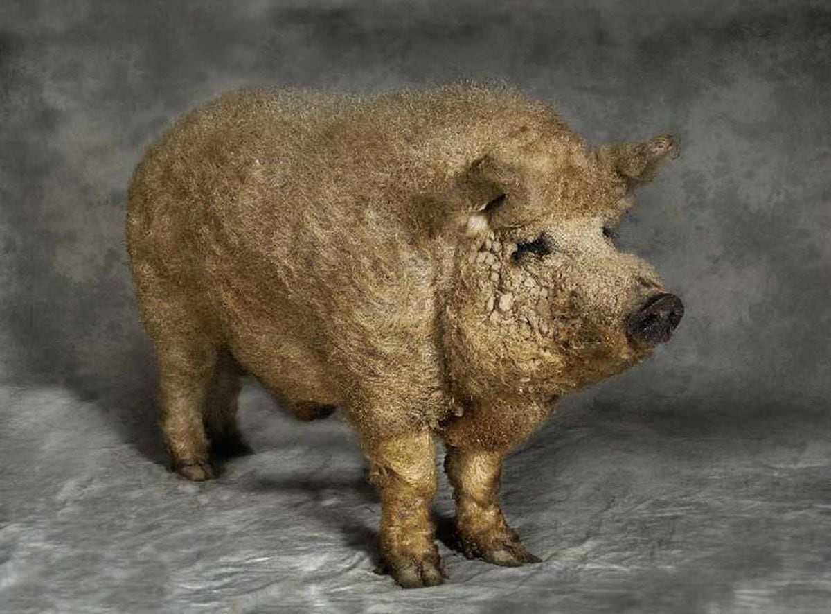 Кудрявые свинки. Венгерская мангалица. Венгерская свинья мангалица. Мангалица хряк. Мангалица порода свиней.