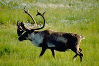 A Woodland caribou is seen in this undated handout photo.