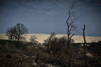This photograph taken on March 29, 2023 shows burned trees and vegetation in front of the Pyla sand dune close to the "Les Flots Bleus" campsite ahead of its re-opening after it was ravaged by a wildfire during the summer of 2022, in Pyla-sur-Mer in Gironde, southwestern France. (Photo by Philippe LOPEZ / AFP) (Photo by PHILIPPE LOPEZ/AFP via Getty Images)